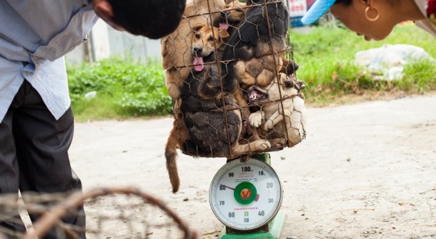 BioEcoGeo_carne-di-cane-cina