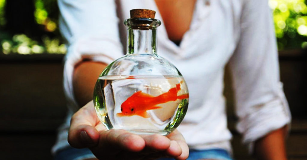 BioEcoGeo_petizione pesci rossi