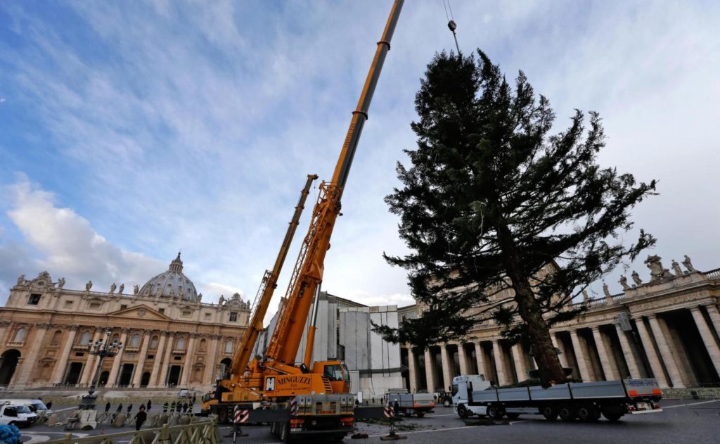Preparativi albero di Natale in Piazza San Pietro