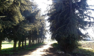 il viale alberato a viterbo villanova (FILEminimizer)