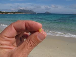 BioEcoGeo_microplastiche