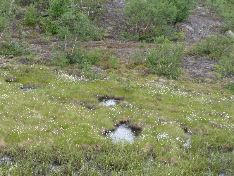 Tundra russo-norvegese
