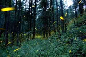 messico e lucciole_bioecogeo
