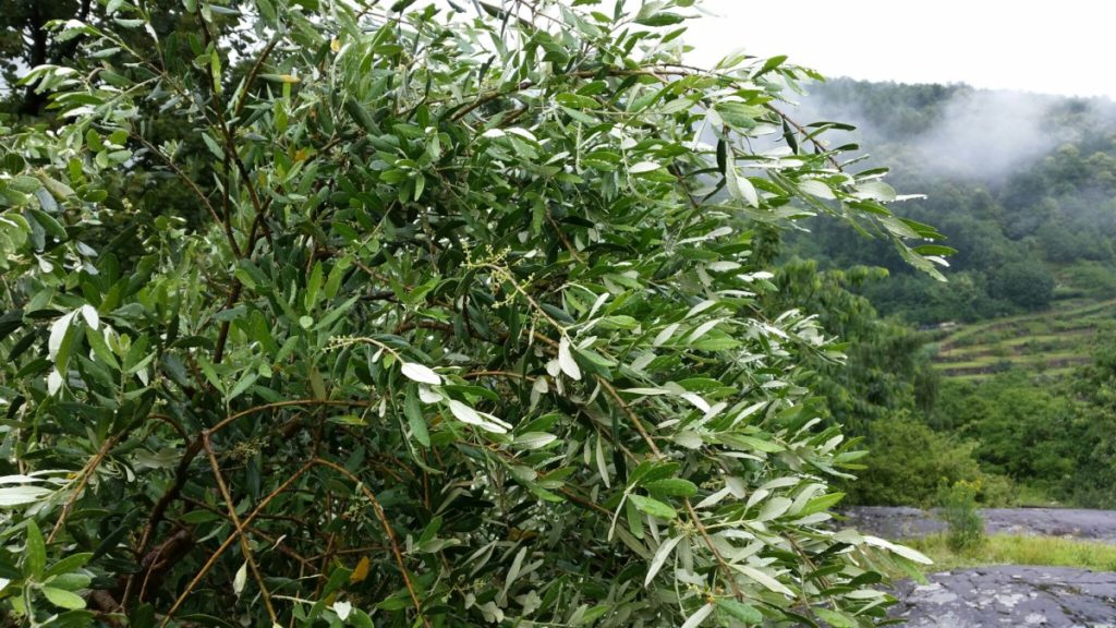 bioecogeo_oliomontagna