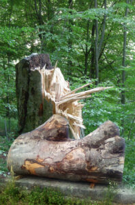 BioEcoGeo_occhialilegno