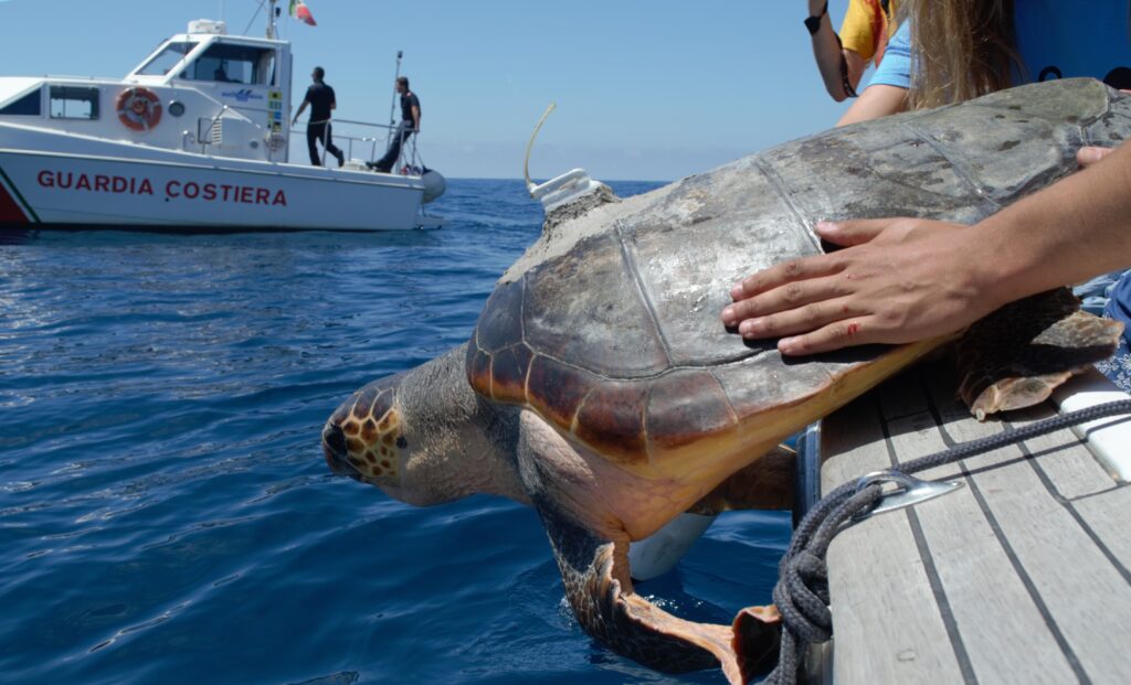 Il rilascio di Olivia e Honolulu avvenuto a Marina di Grosseto l'11 aprile 2015