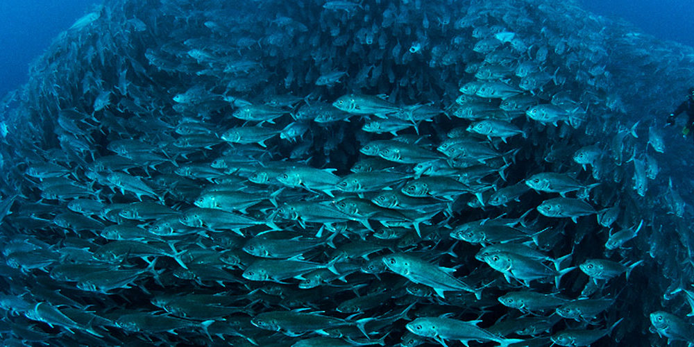 BioEcoGeo_Ocean-Conference-©-Edwar-Herreño