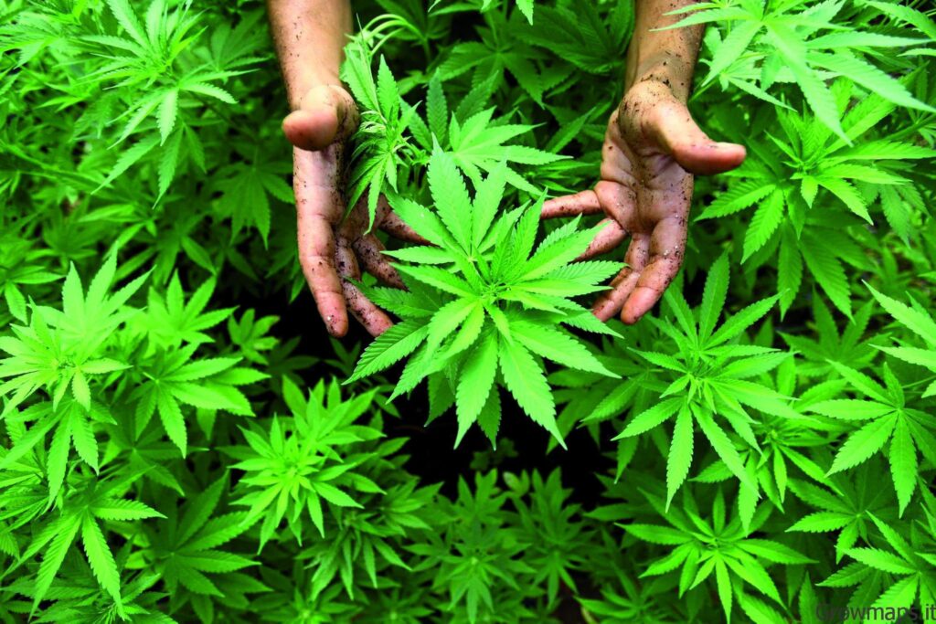 BioEcoGeo_canapa