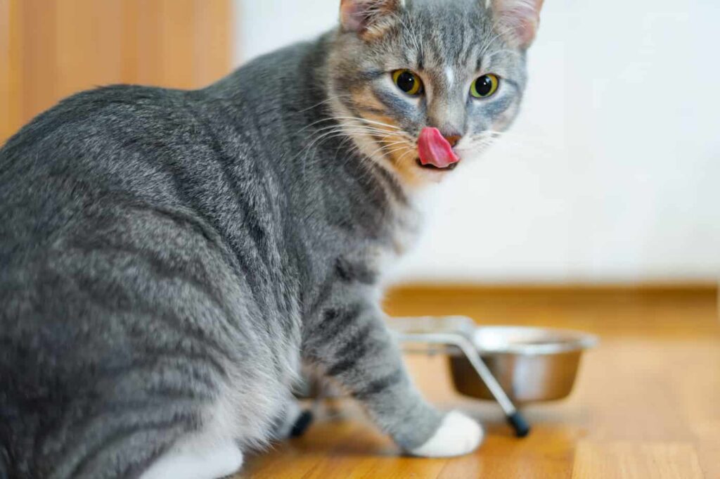 BioEcoGeo_Gatto_