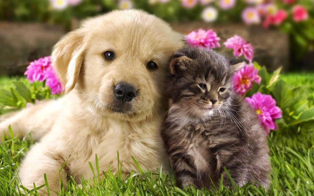 BioEcoGeo_puppy