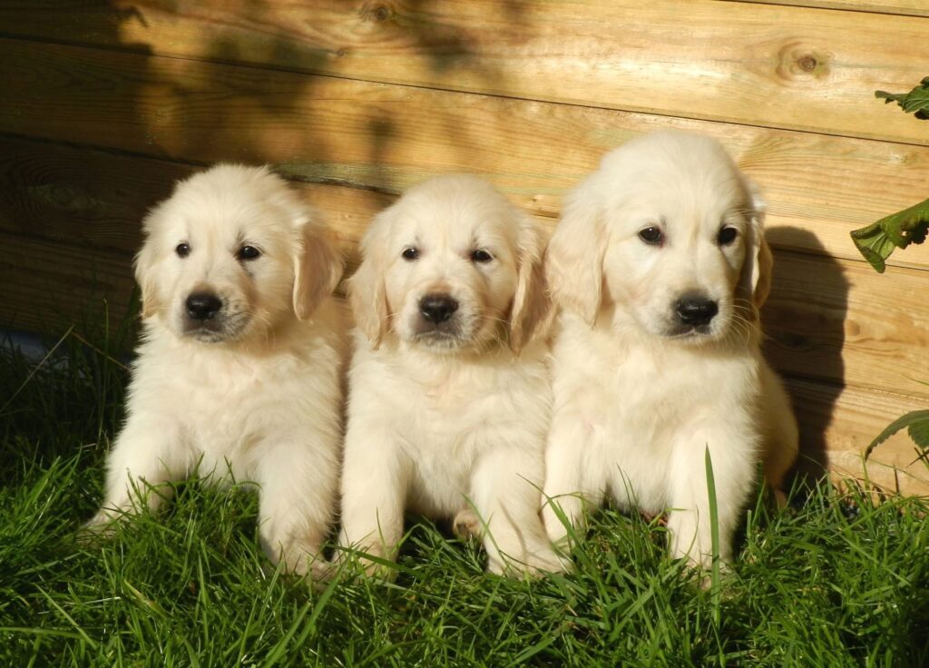 BioEcoGeo_puppy_dog