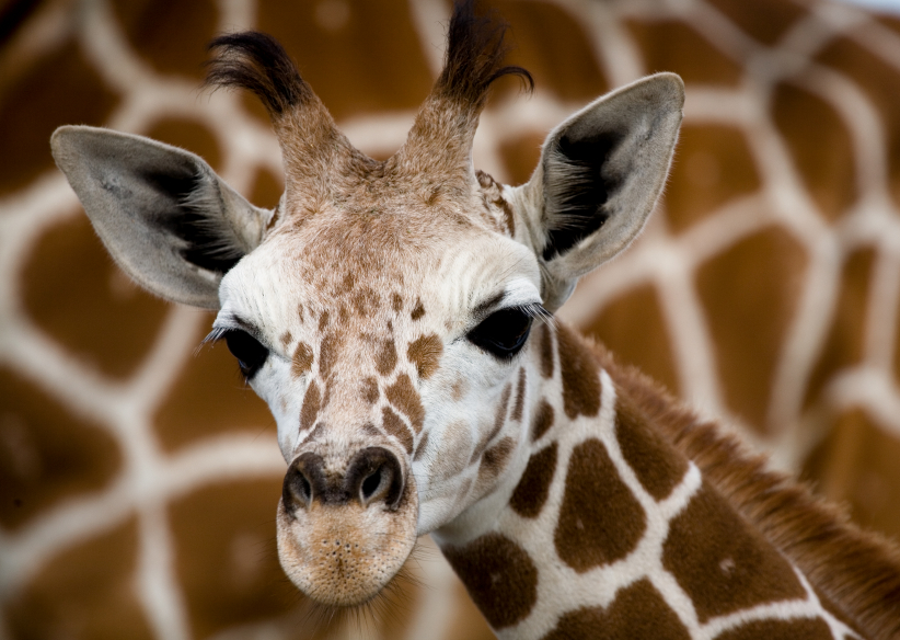 bioecogeo_giraffe