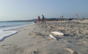 Spiagge bianche di Rosignano