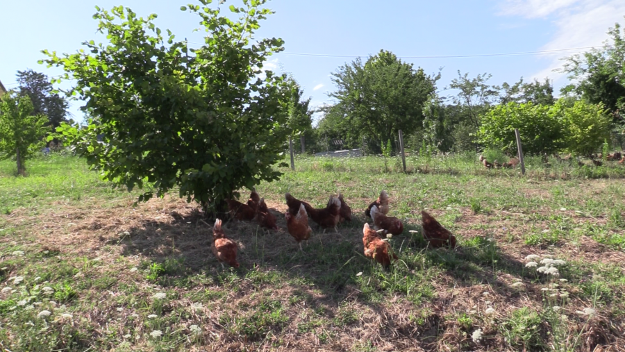 BioEcoGeo_allevamento-biologico-galline-ovaiole__