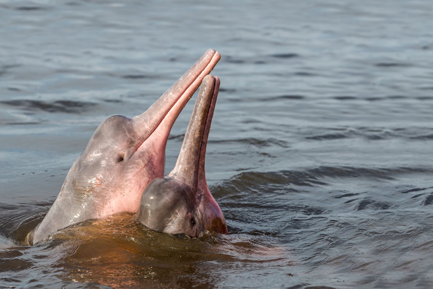 188 delfini di fiume censiti in Amazzonia