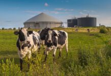 Come gli allevamenti possono contribuire all’indipendenza energetica