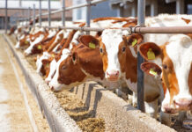 Zootecnia e cambiamenti climatici: facciamo chiarezza