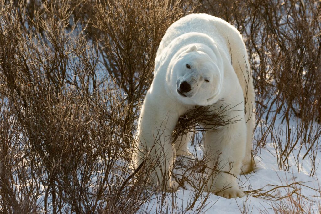 orso polare