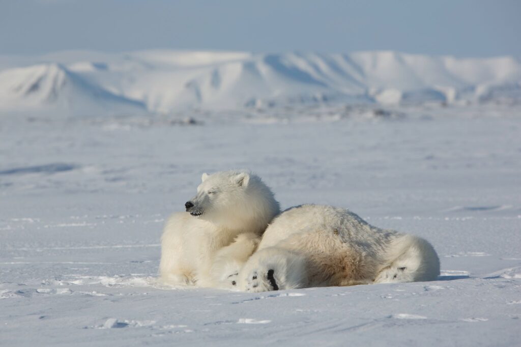 orso polare