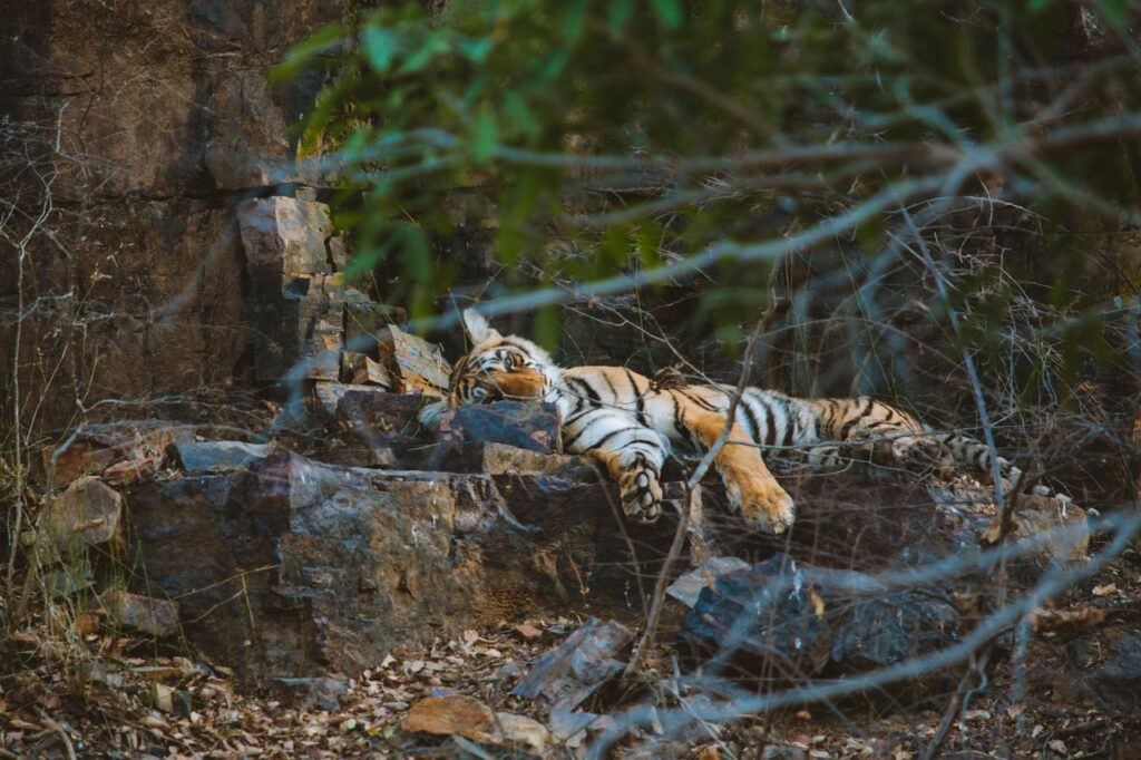 Giornata Mondiale Tigre