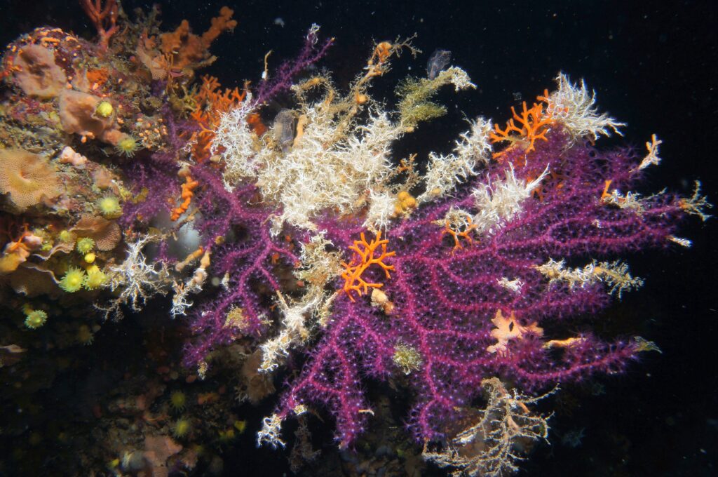 Riscaldamento Mediterraneo