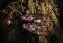 Hotspot Mediterraneo: la mostra sul mutamento eco-sistemico del Mediterraneo Mostra Hotspot Mediterraneo