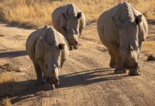 Rinoceronti in Sudafrica: bracconaggio in calo del 16% nel 2025
