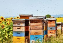 Boom di apiturismo in Italia: il turismo delle api cresce tra natura, miele ed ecosistemi rurali