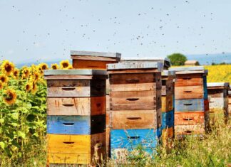 Boom di apiturismo in Italia: il turismo delle api cresce tra natura, miele ed ecosistemi rurali