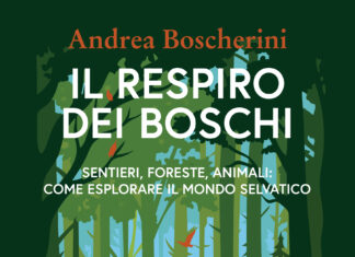 Il respiro dei boschi: una guida per riscoprire la natura in modo sostenibile