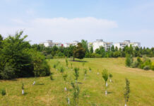 Vivere vicino al verde migliora la salute