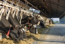 Un mondo senza bovini: clima, paesaggio e identità a rischio