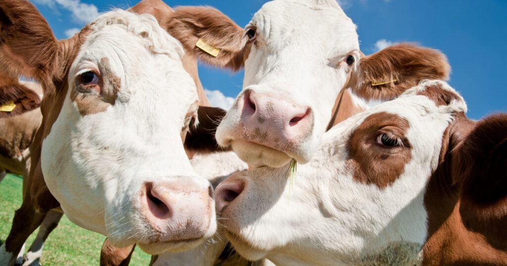 La carne inquina davvero?